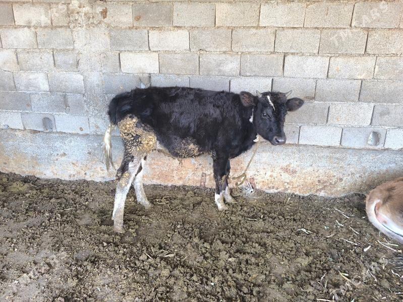 okuz - Бузмеин - img 4