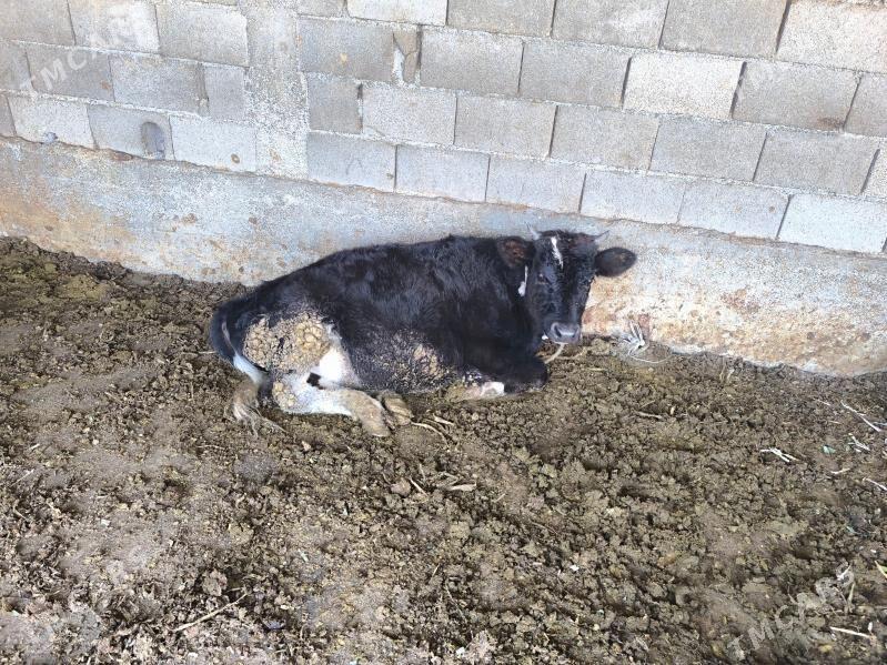 okuz - Бузмеин - img 3