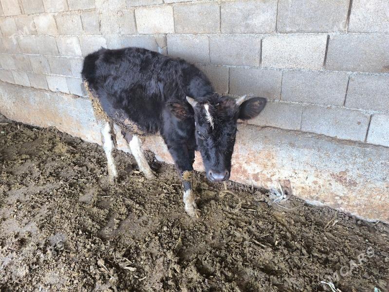 okuz - Бузмеин - img 5