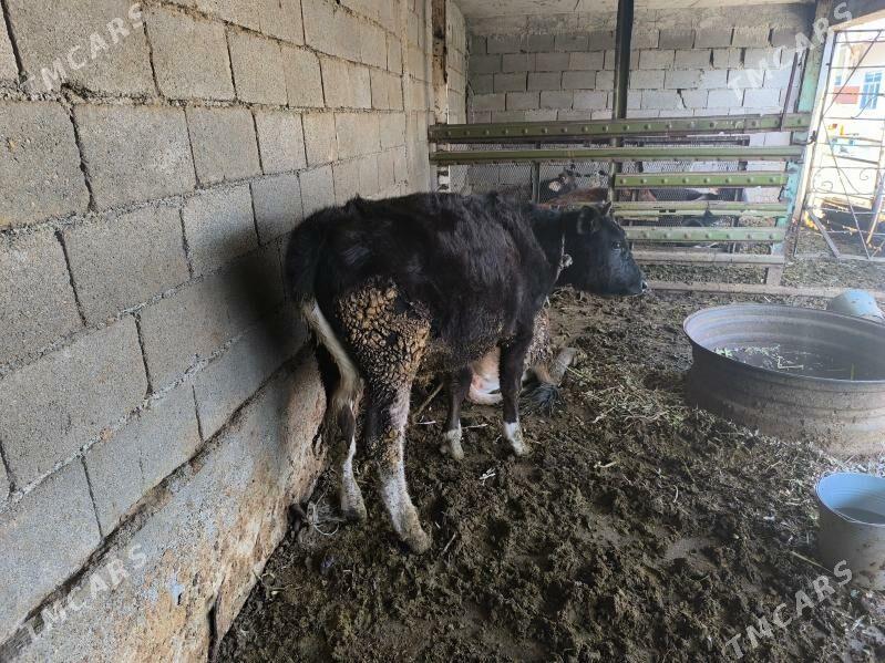 okuz - Бузмеин - img 2