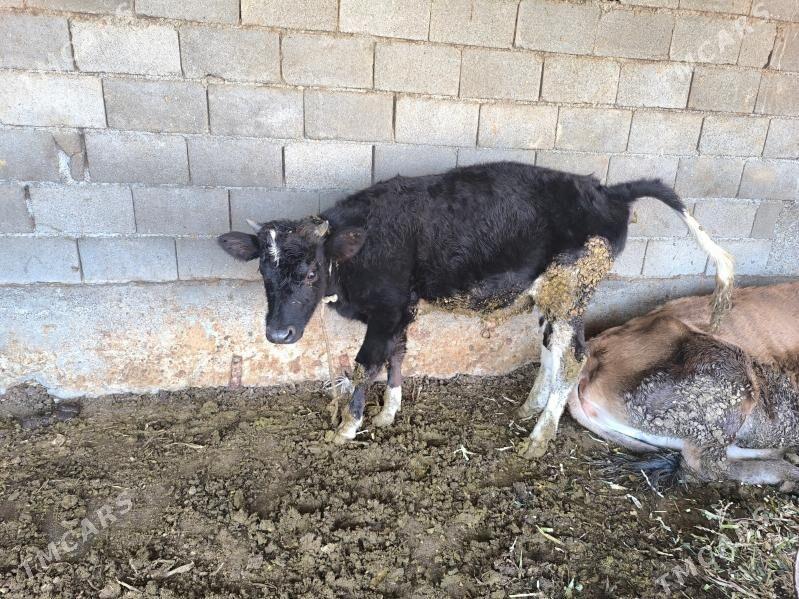 okuz - Бузмеин - img 6