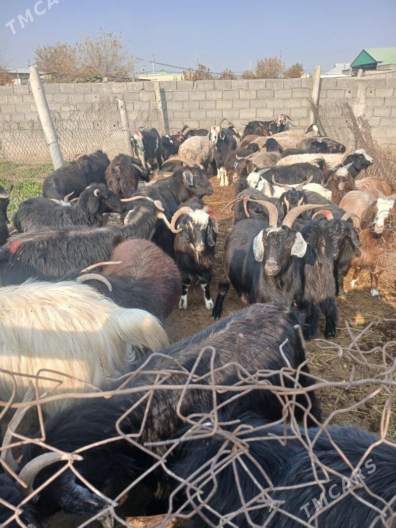 Gysyr gecy - Гёкдепе - img 6