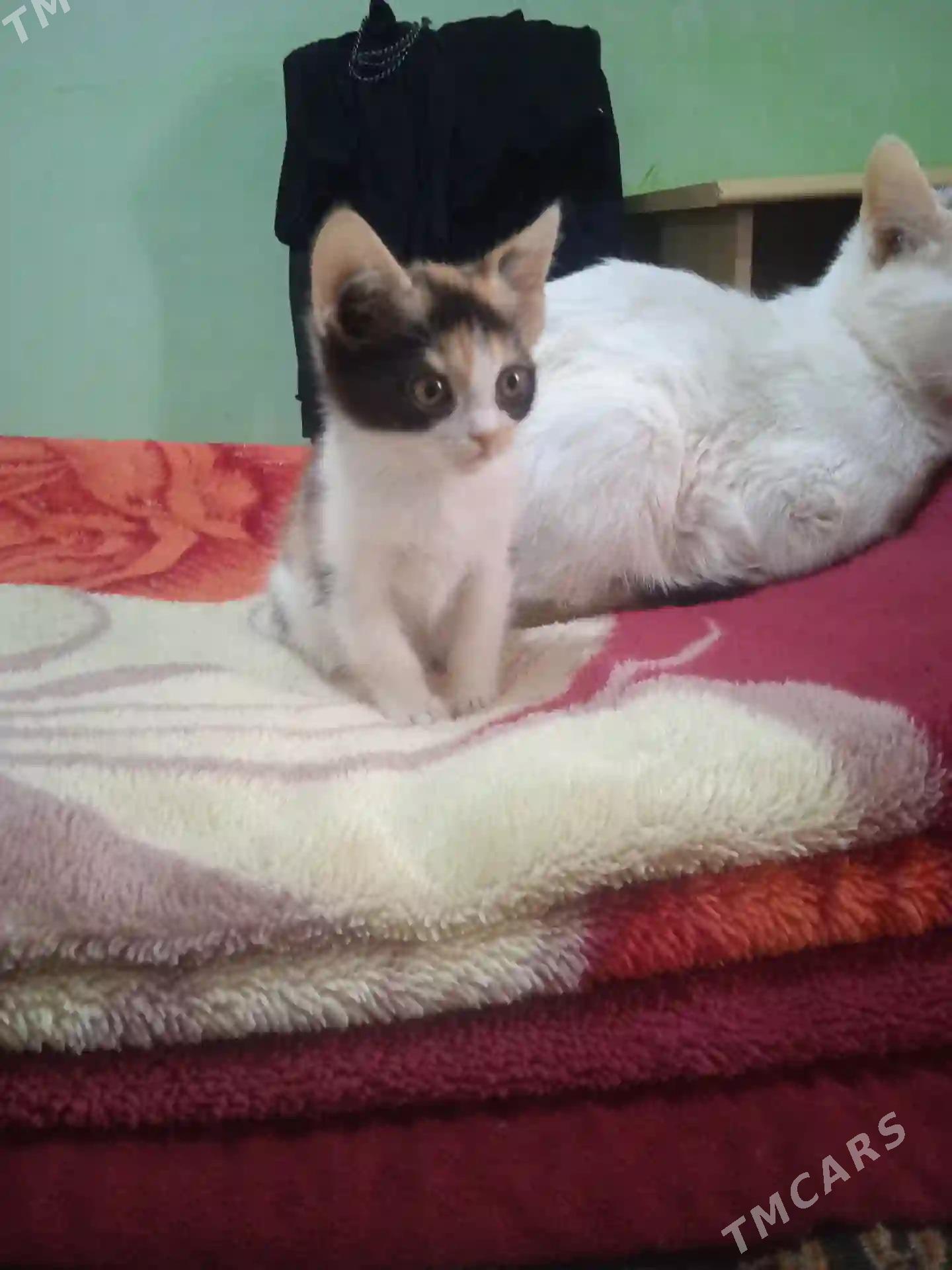 котенок - Туркменабат - img 4