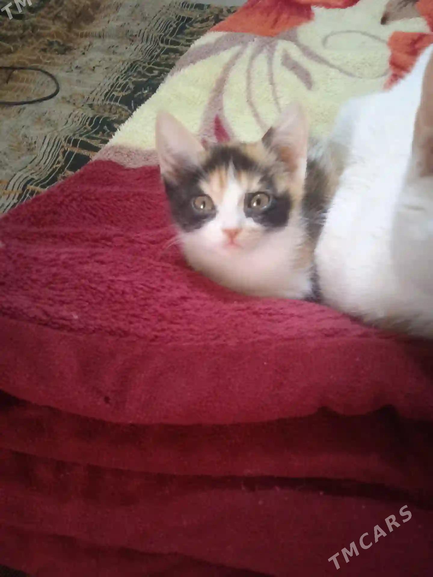 котенок - Туркменабат - img 3