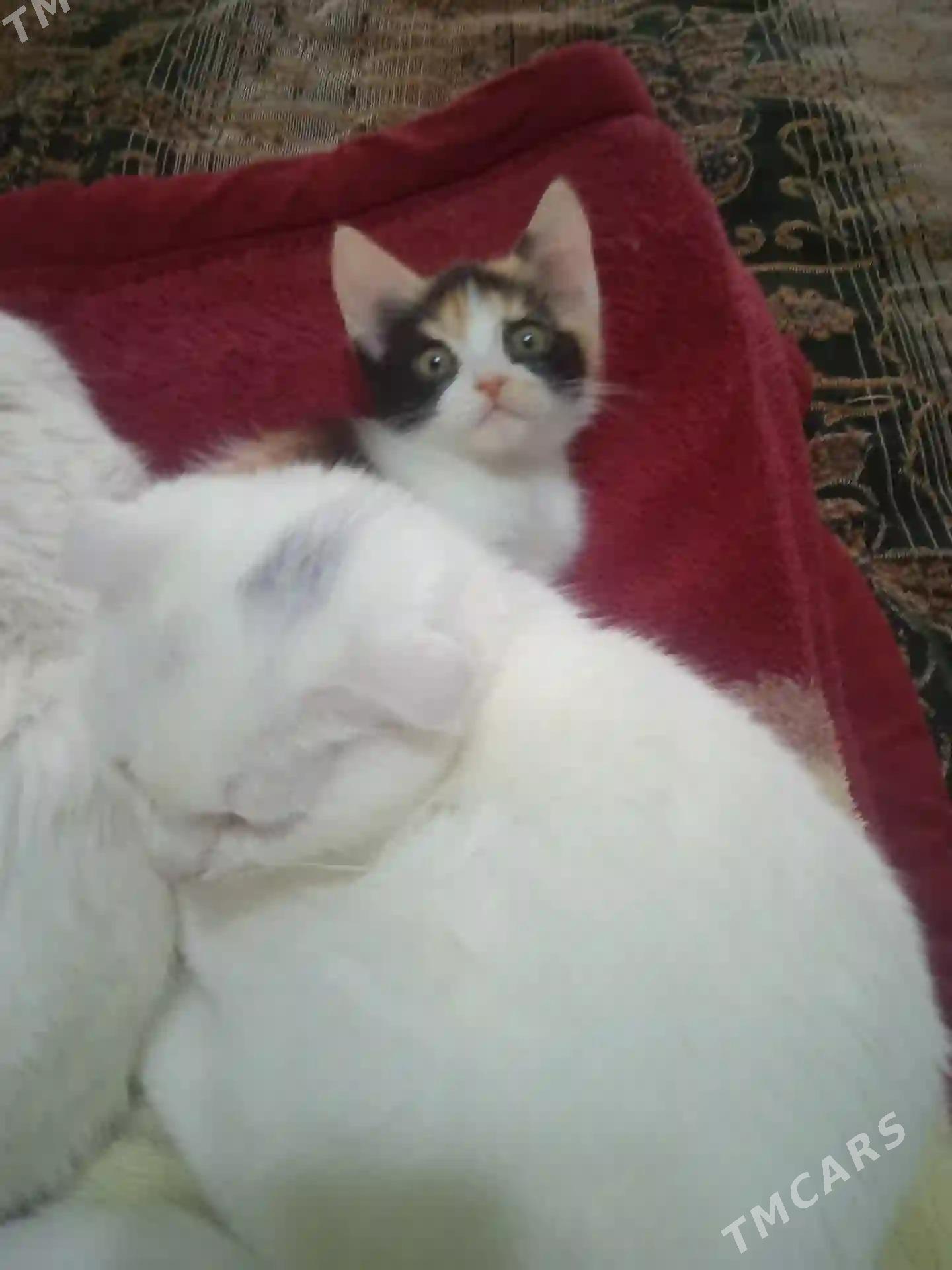 котенок - Туркменабат - img 5