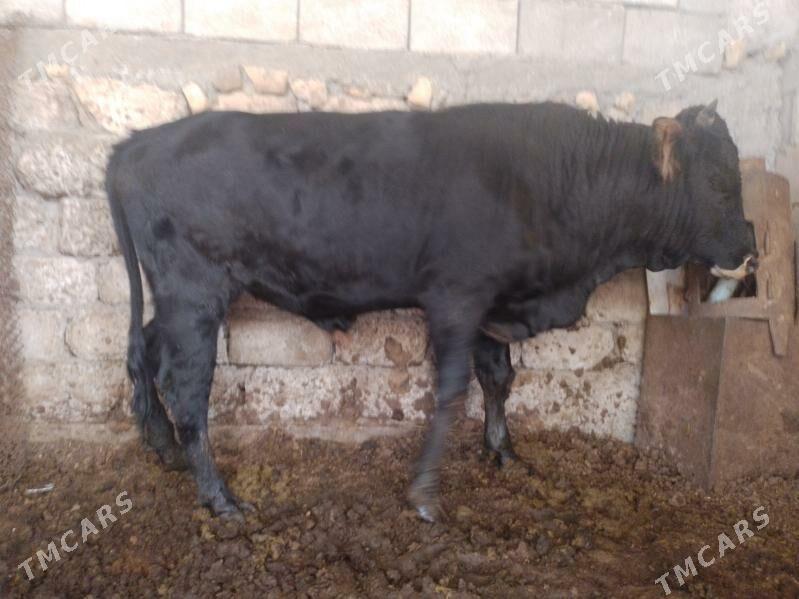 Oküz ler - Ak bugdaý etraby - img 10