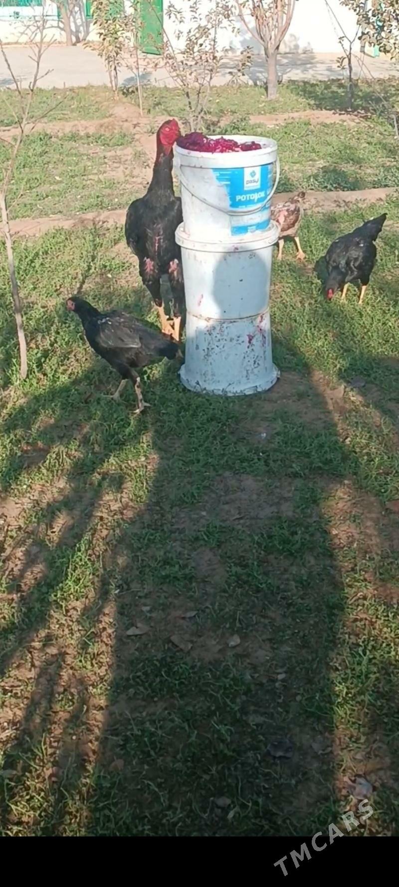 GULİBER Taşkent horaz - Тязе заман - img 7