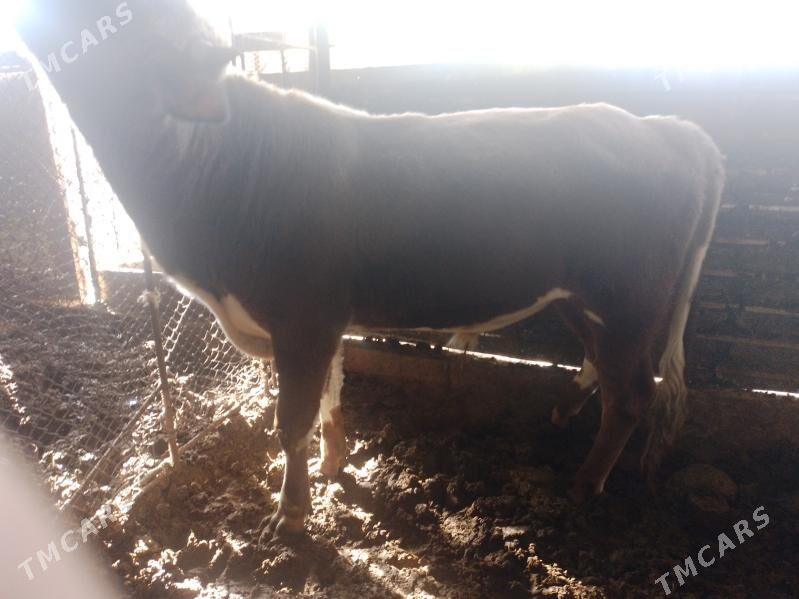 Oküz ler - Ak bugdaý etraby - img 2