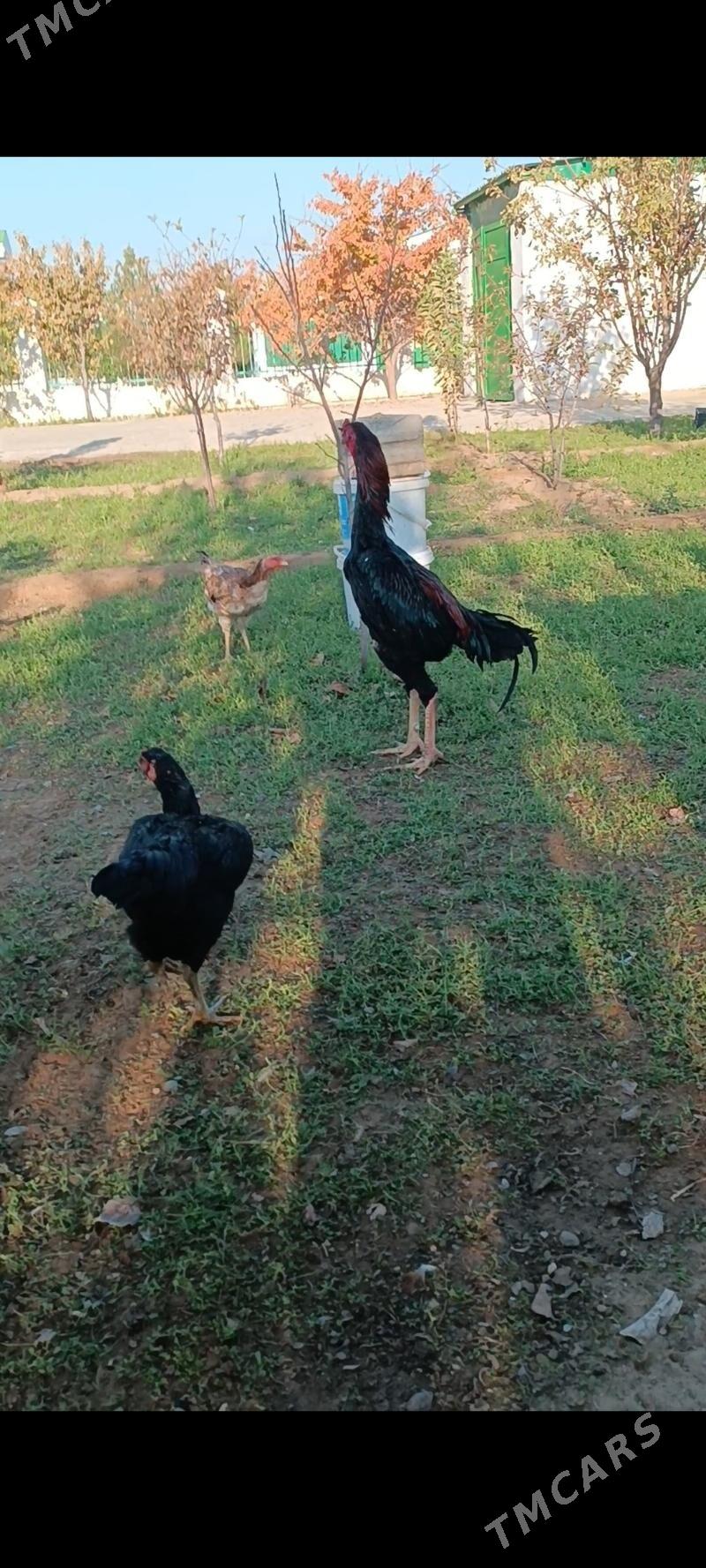 GULİBER Taşkent horaz - Тязе заман - img 8