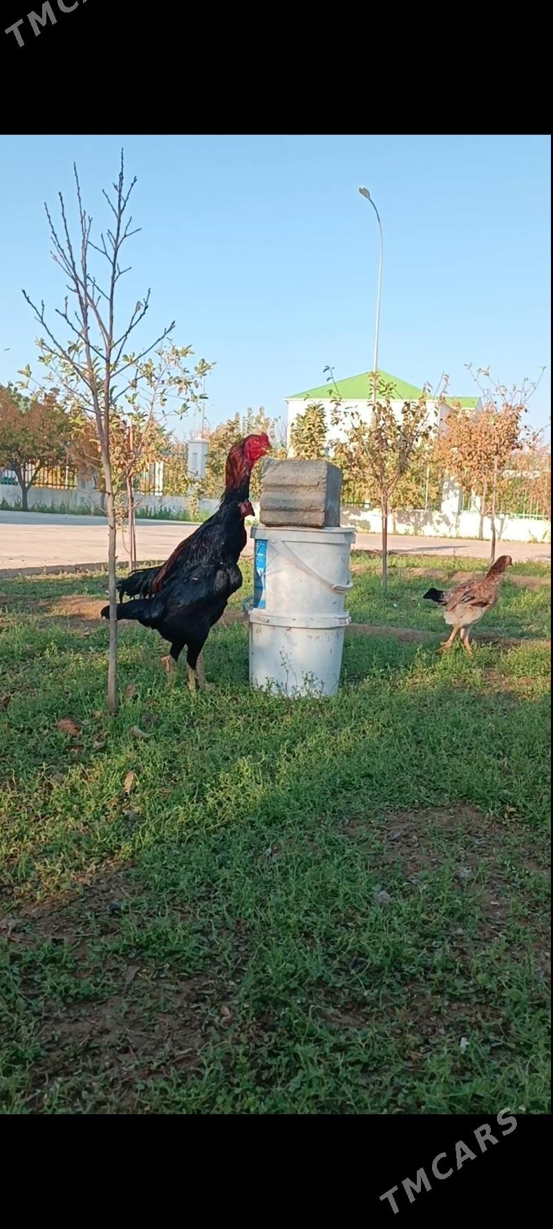 GULİBER Taşkent horaz - Тязе заман - img 5