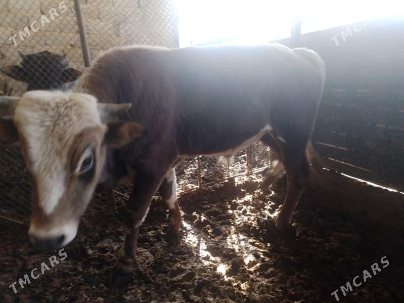 Oküz ler - Ak bugdaý etraby - img 5