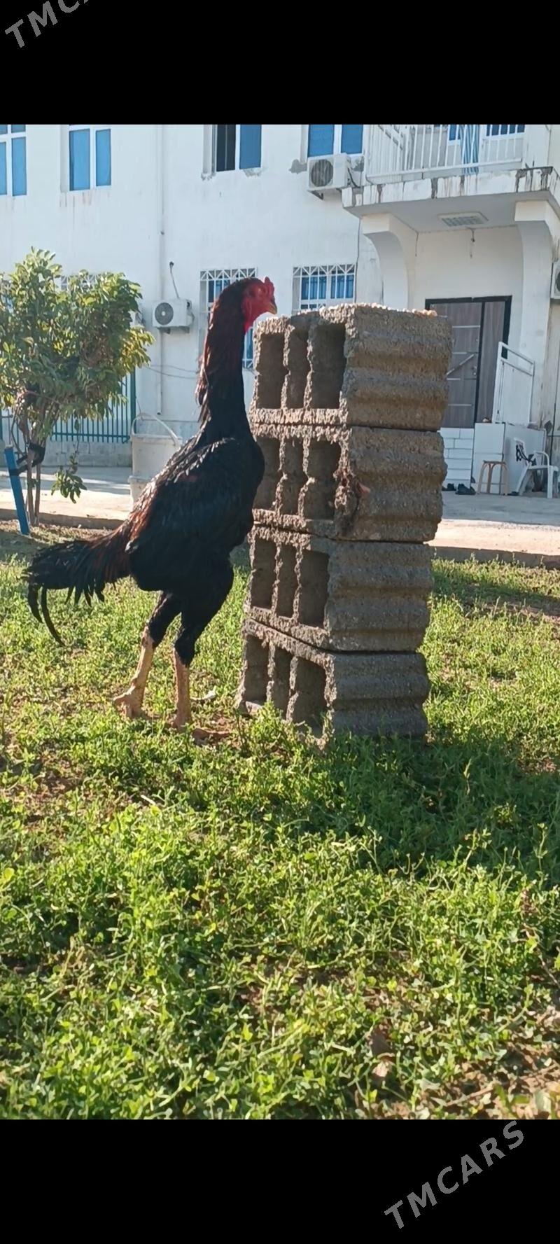 GULİBER Taşkent horaz - Тязе заман - img 3