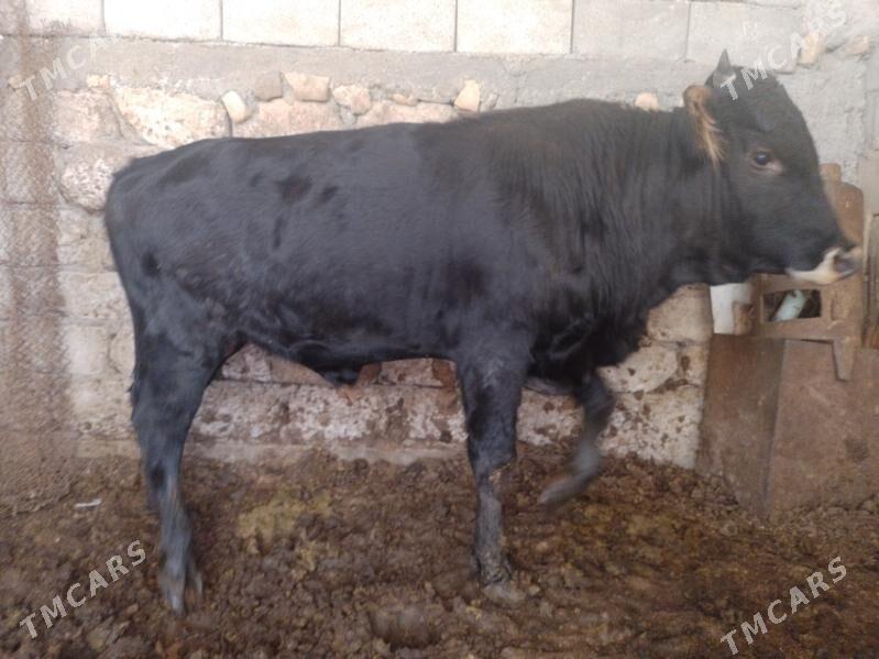 Oküz ler - Ak bugdaý etraby - img 6