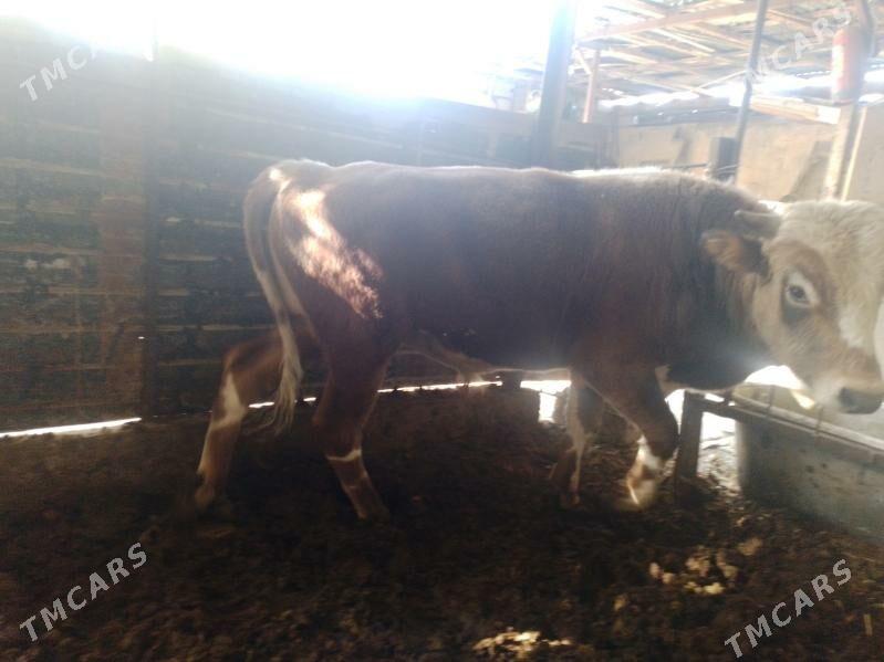 Oküz ler - Ak bugdaý etraby - img 4