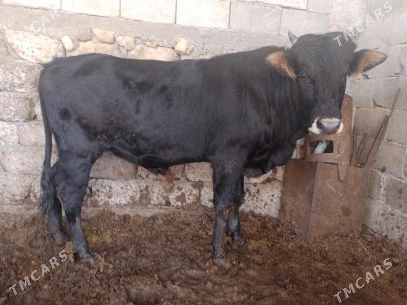 Oküz ler - Ak bugdaý etraby - img 9