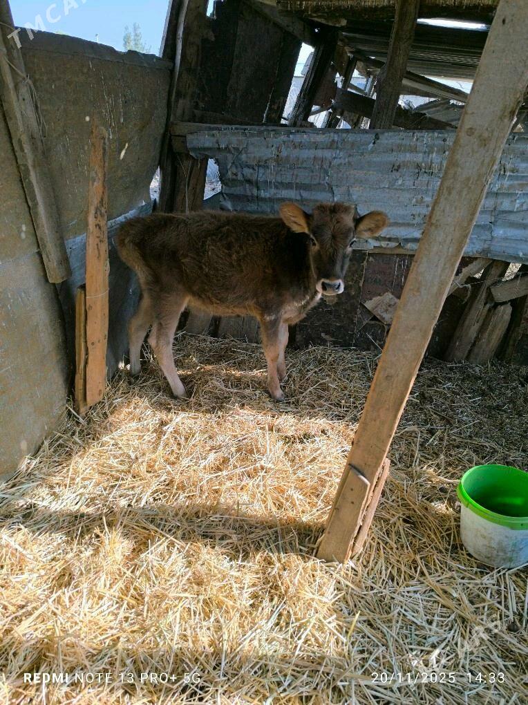 Göle - Bäherden - img 2