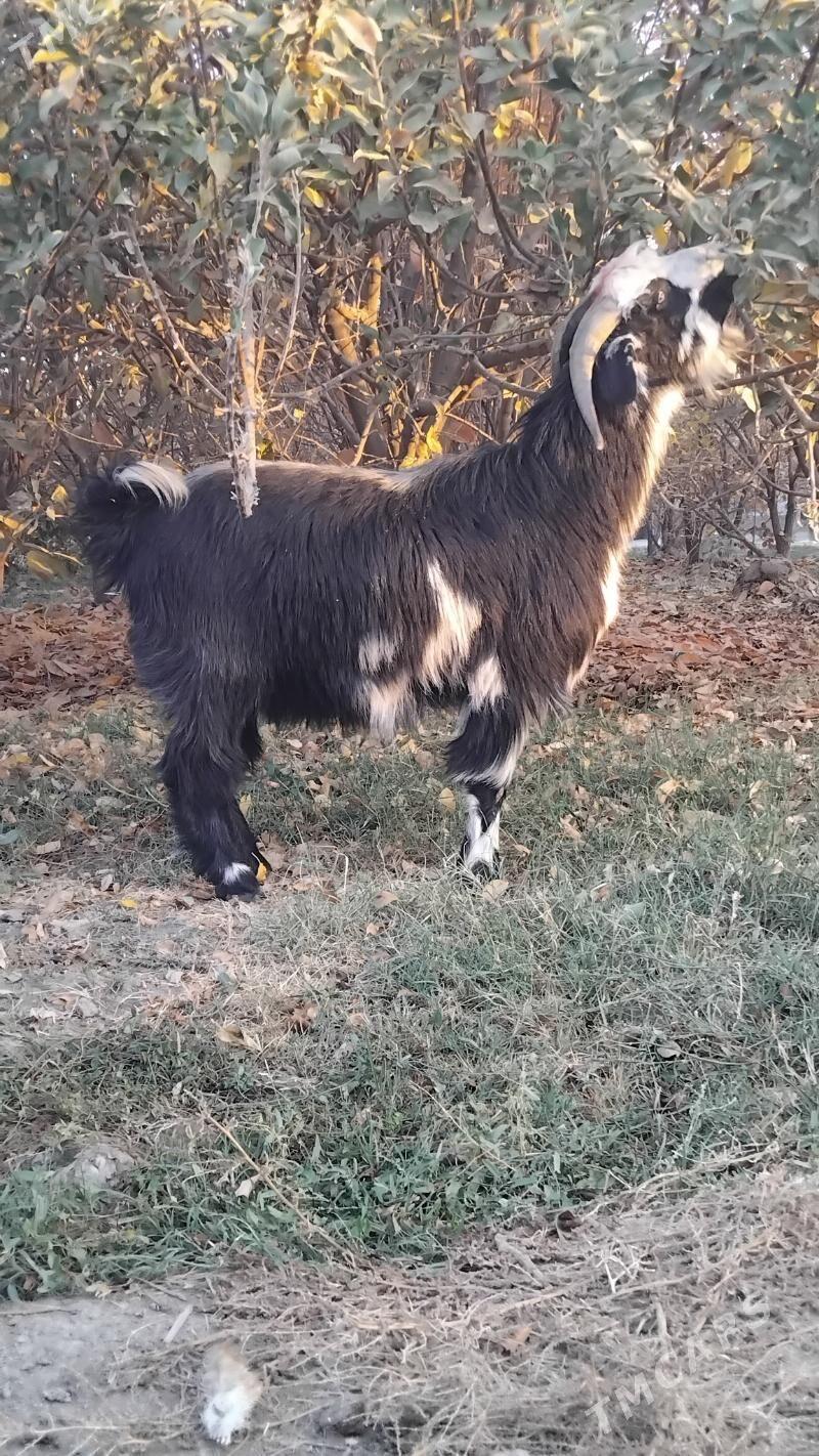 Erkeç - Гёкдепе - img 2