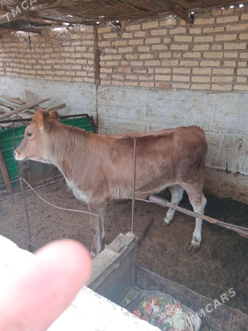 Tüwe - Балканабат - img 2