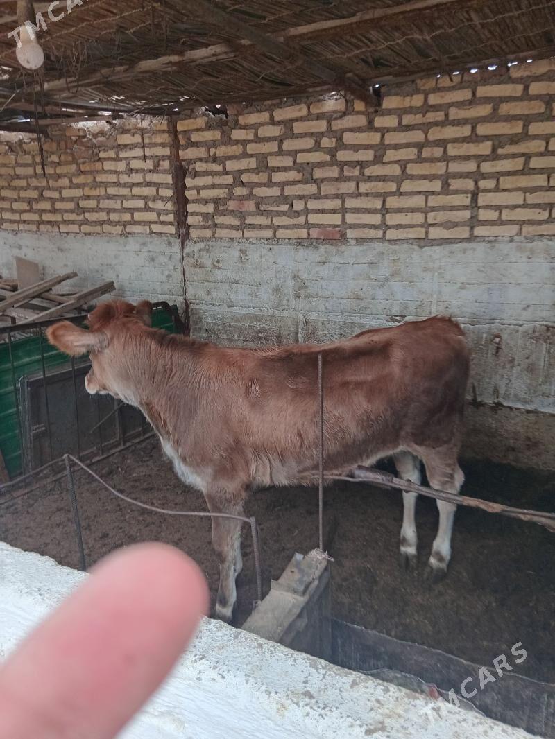 Tüwe - Балканабат - img 3