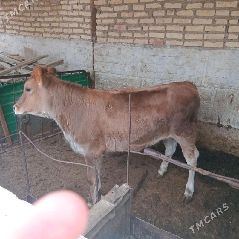 Tüwe - Балканабат - img 1