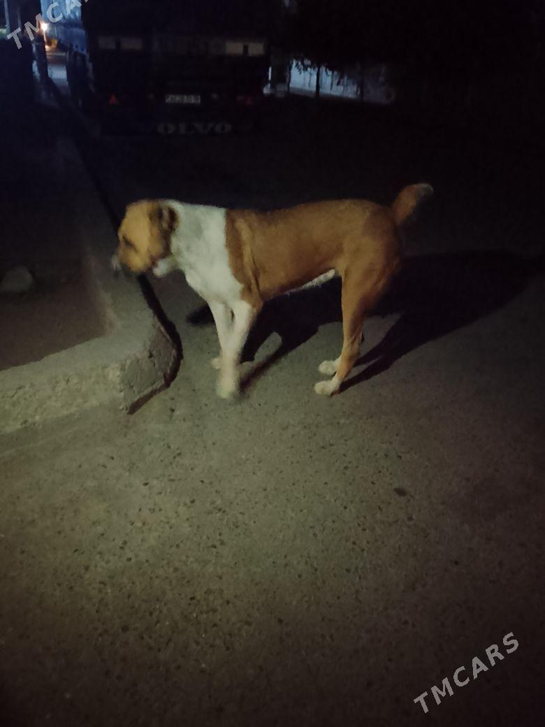 Alabay - Ашхабад - img 2