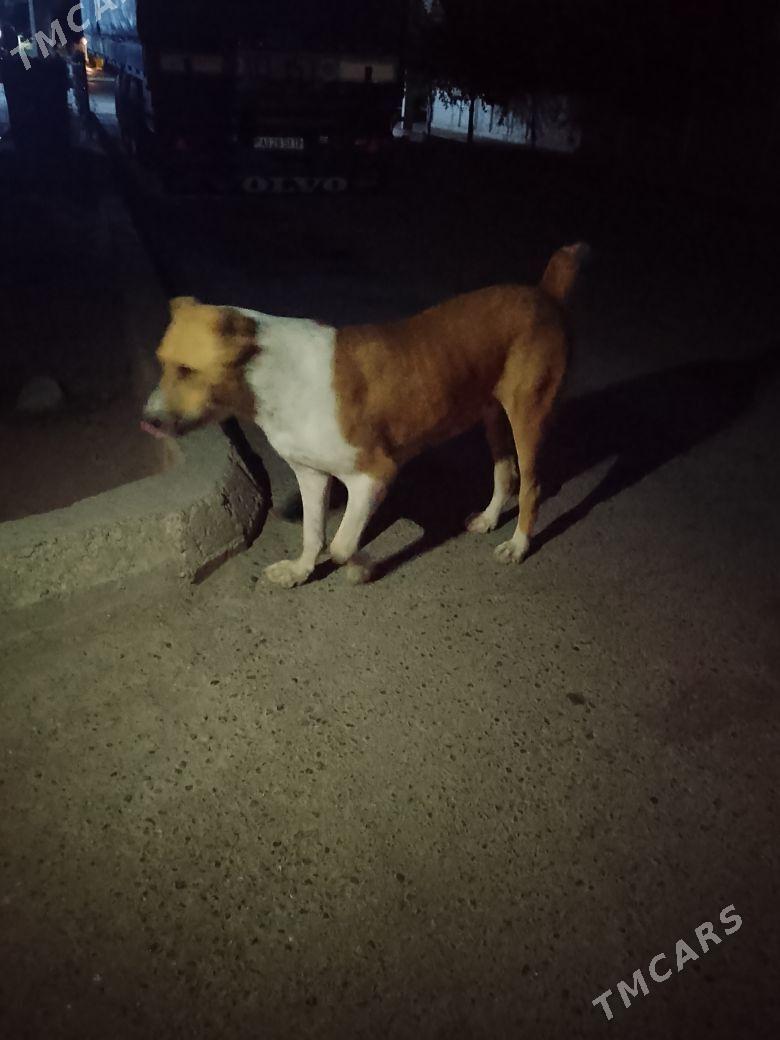 Alabay - Ашхабад - img 1