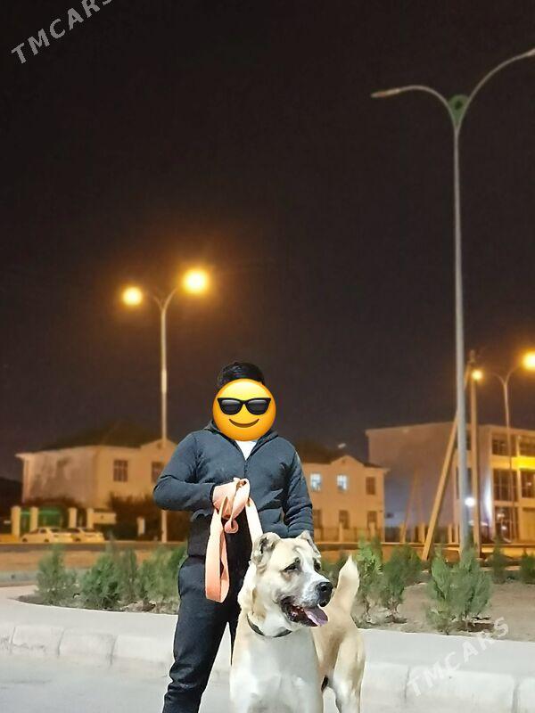 kopek - Анев - img 3