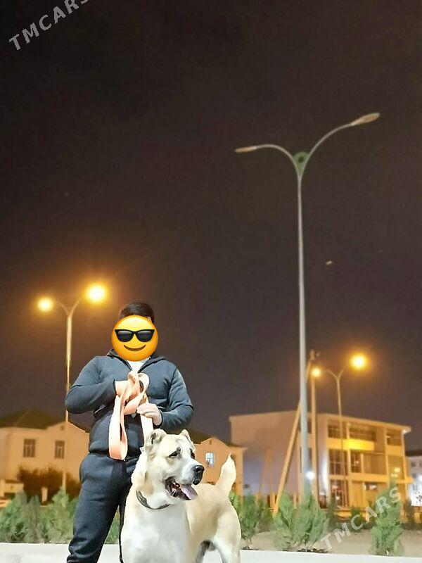 kopek - Анев - img 2