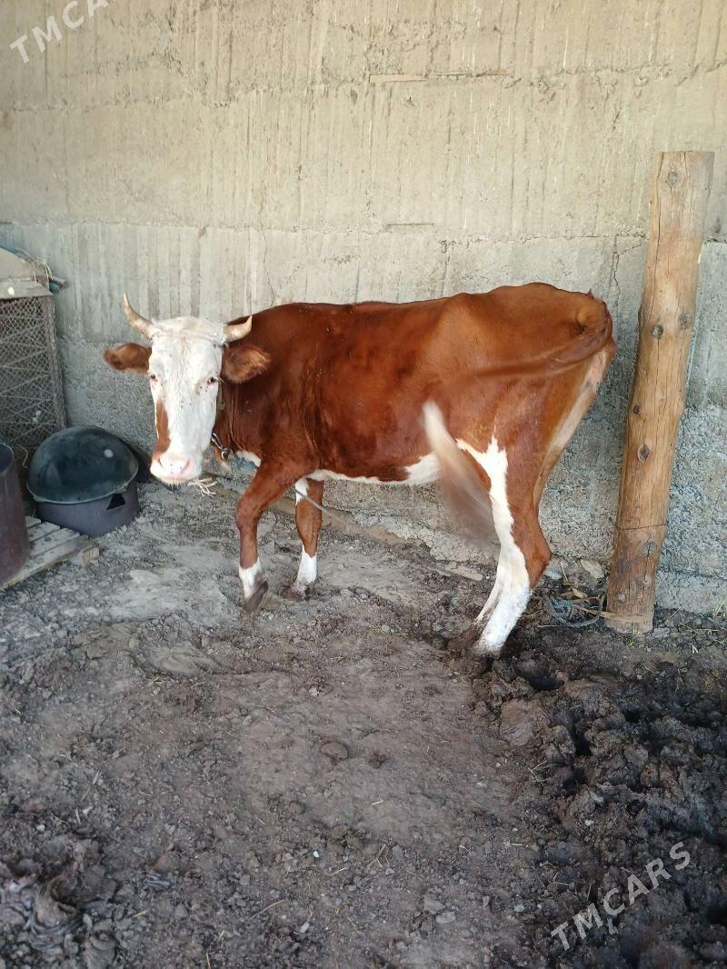 sygyr 1 guzlan - Бузмеин - img 4