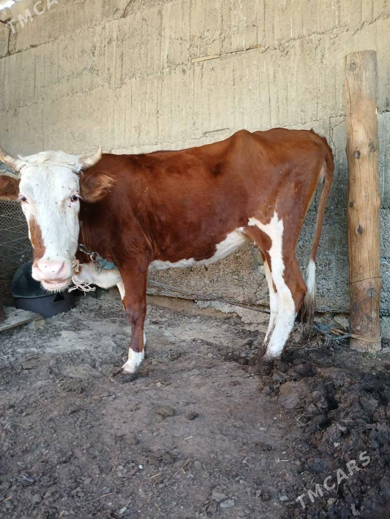 sygyr 1 guzlan - Бузмеин - img 3