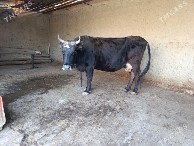 gololi sygyr - Бахарден - img 2