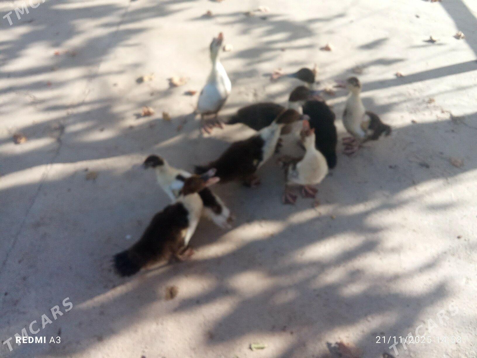 ordek juyje - Mary - img 3