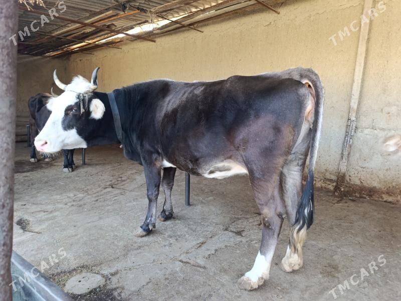 gololi sygyr - Бахарден - img 8