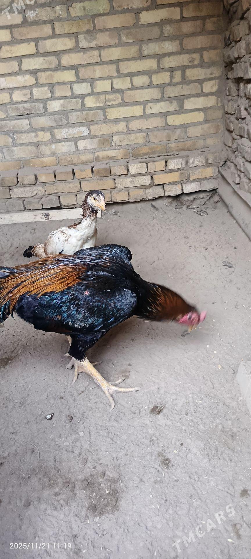 horaz - Керки - img 3