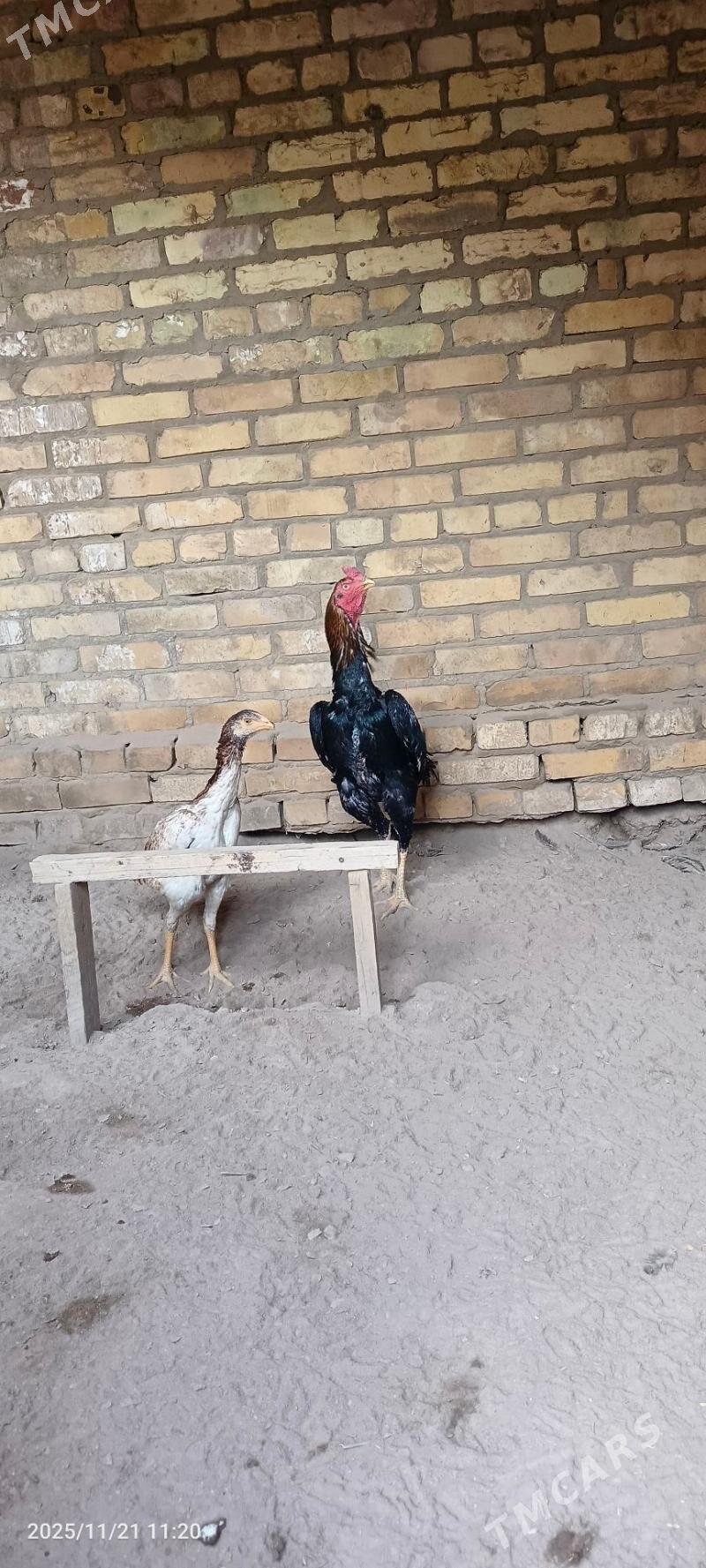 horaz - Керки - img 4