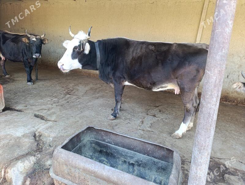 gololi sygyr - Бахарден - img 7