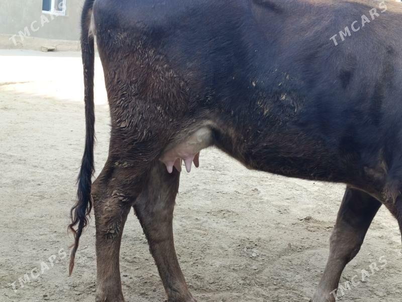 gololi sygyr - Бахарден - img 5