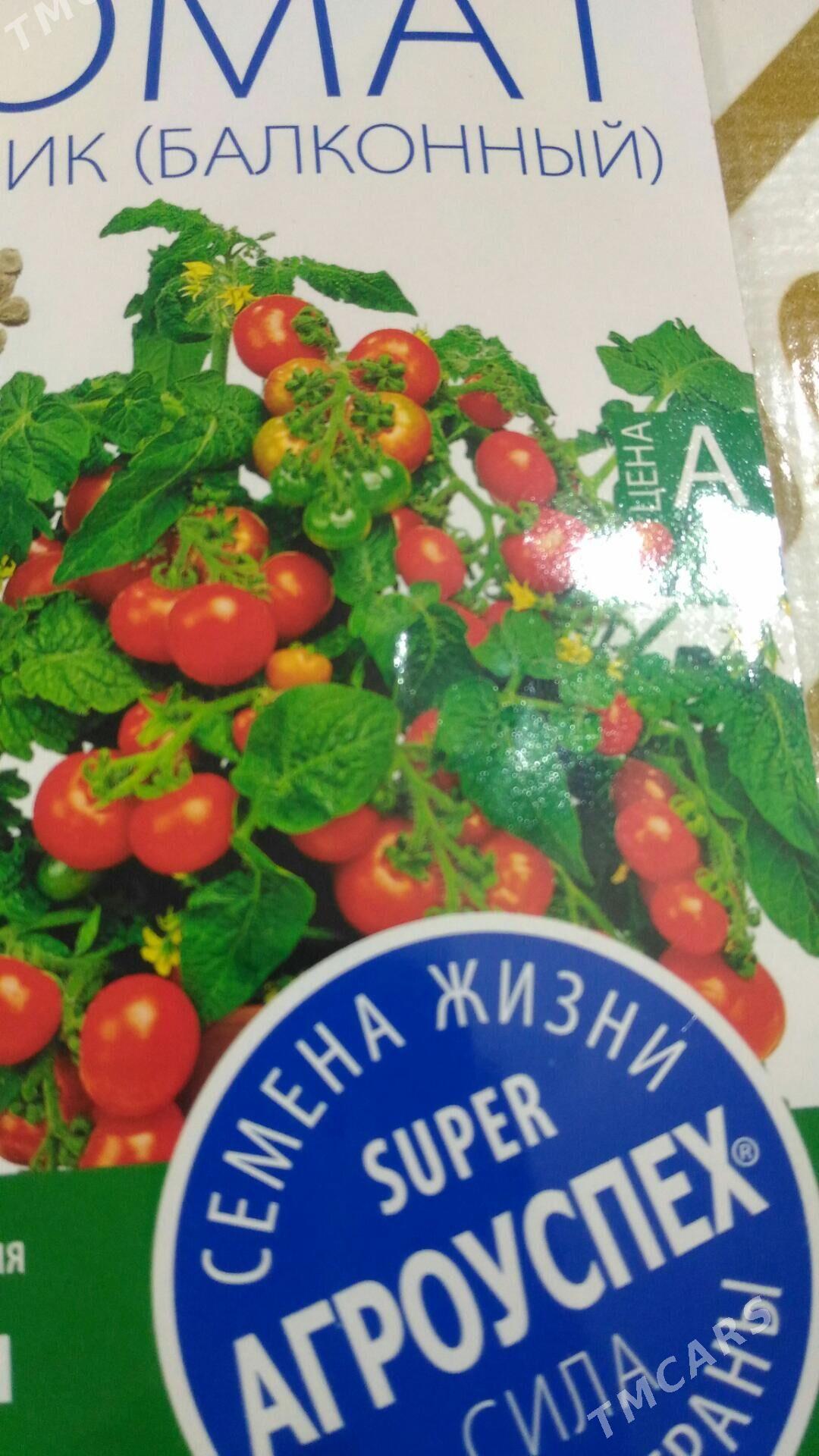 рассада помидор - Мары - img 2