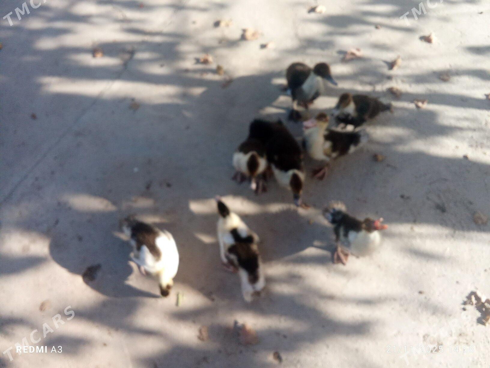 ordek juyje - Mary - img 2