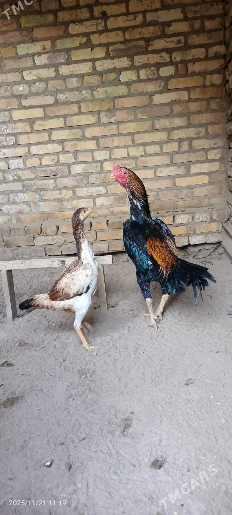 horaz - Керки - img 2