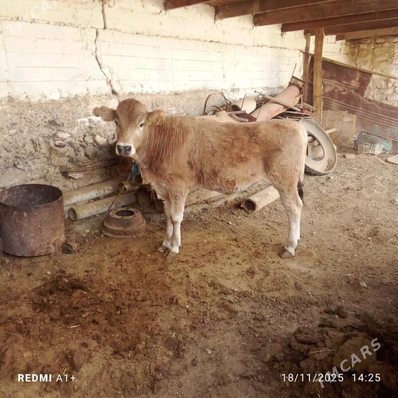 okuz - Гызыларбат - img 3