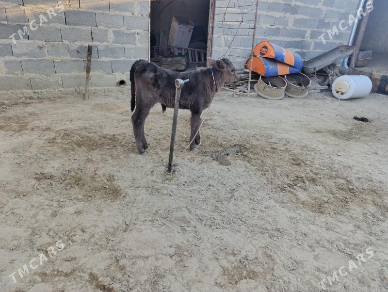 gololi sygyr - Бахарден - img 10