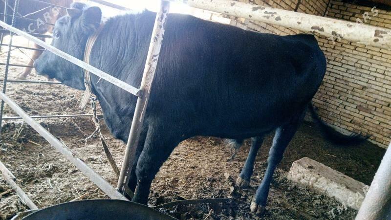 Oküz - Мургап - img 3