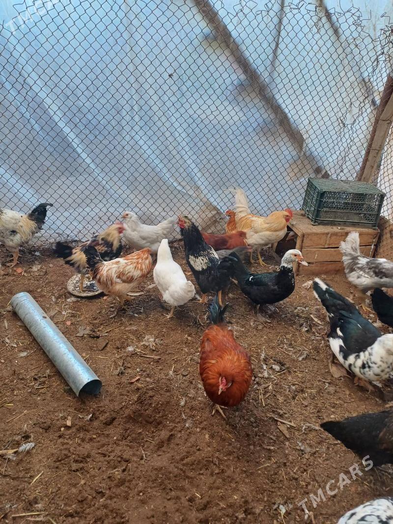 gus - Чарджоу - img 3