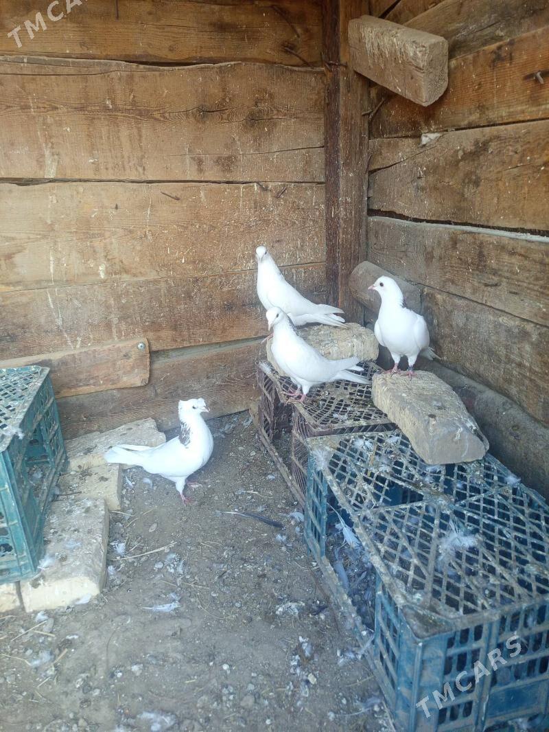 kepder - Çärjew - img 2