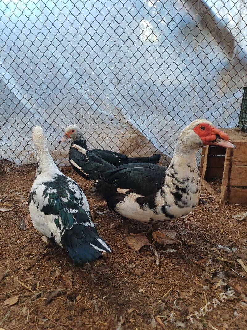 gus - Чарджоу - img 2