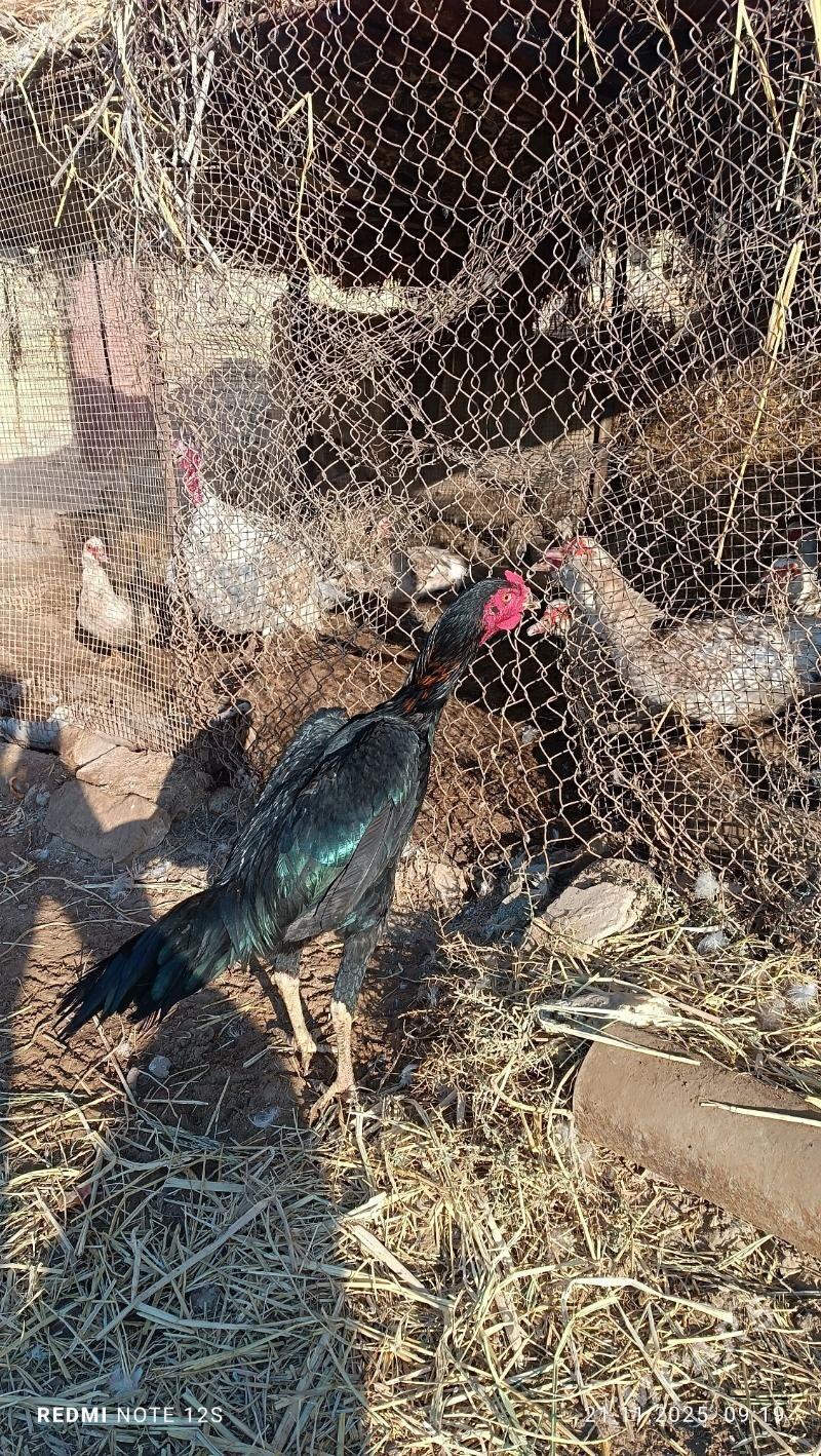 baysok horaz - Дянев - img 8