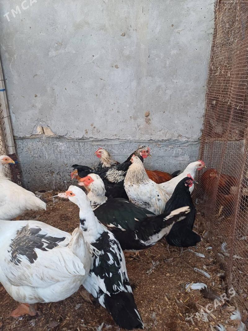 gus - Чарджоу - img 4