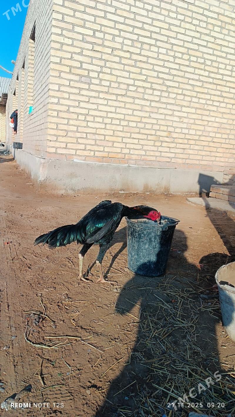 baysok horaz - Дянев - img 5