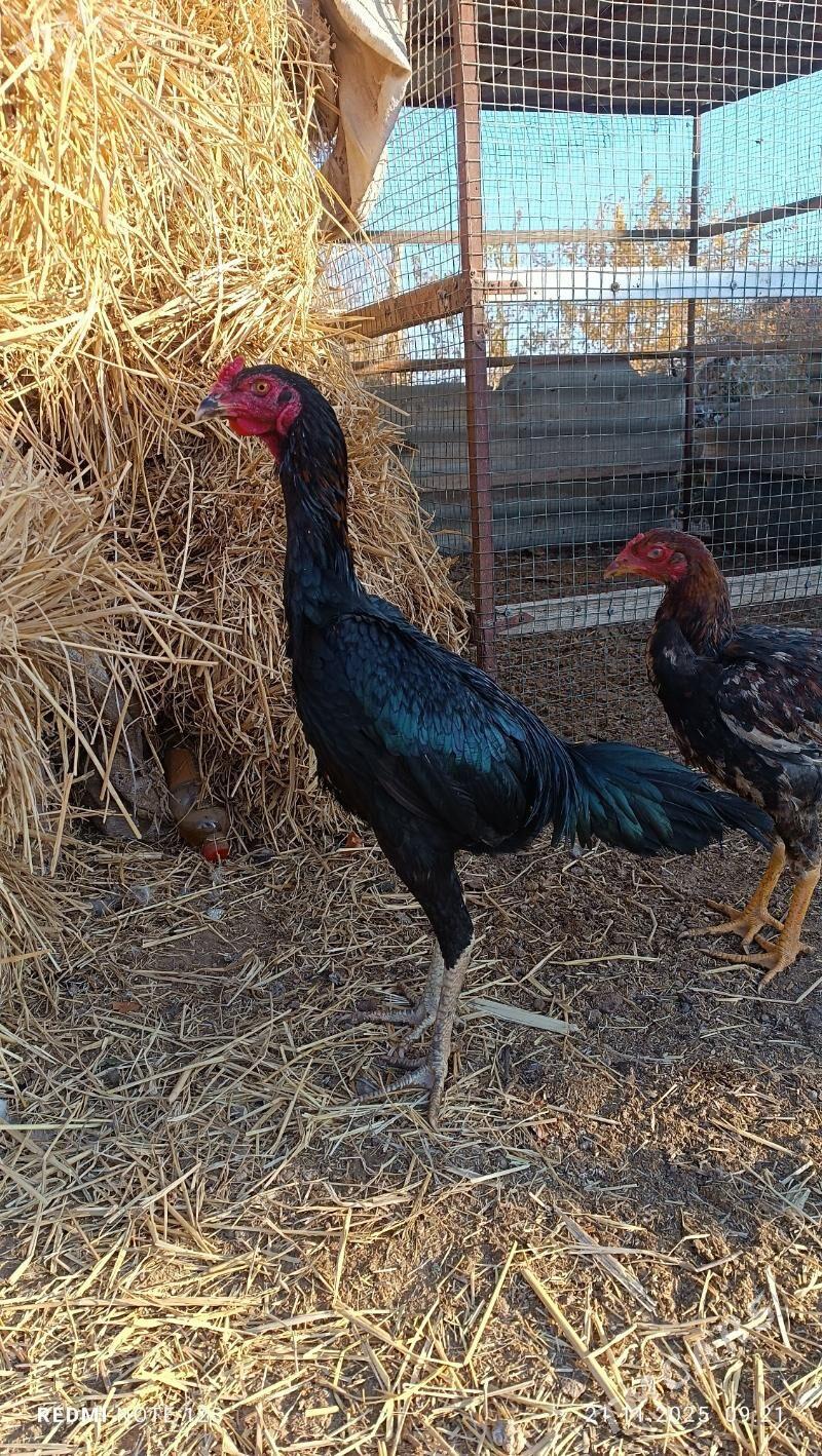 baysok horaz - Дянев - img 1